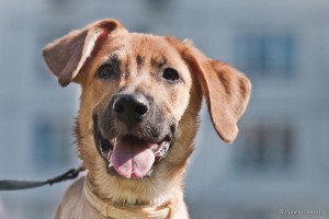 Москва и МО Умная малышка Фрида ждёт Вас  - 1.jpg