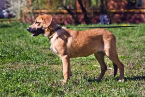 Москва и МО Умная малышка Фрида ждёт Вас  - 4.jpg