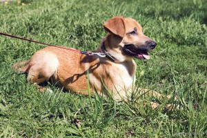 Москва и МО Умная малышка Фрида ждёт Вас  - 5.jpg