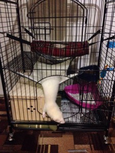 Отдам двух хорьков девочек в хорошие руки - клетка1.jpg