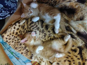 Котята в добрые руки - IMG_20160607_070215.jpg