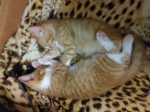 Котята в добрые руки - IMG_20160606_000443.jpg