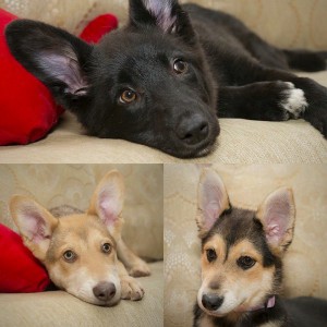 Москва и МО Хасёнки и не очень в самые добрые ручки  - 1.jpg