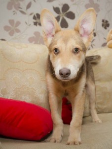 Москва и МО Хасёнки и не очень в самые добрые ручки  - 3.jpg