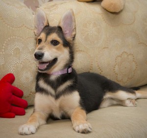 Москва и МО Хасёнки и не очень в самые добрые ручки  - 4.jpg