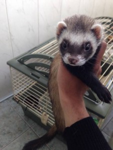 Отдам хорька в добрые руки - image.jpg