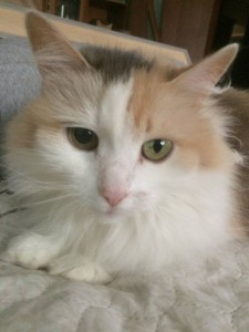 Отдам кошку - image.jpeg