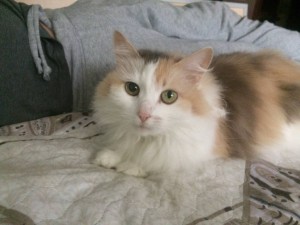 Отдам кошку - image.jpeg