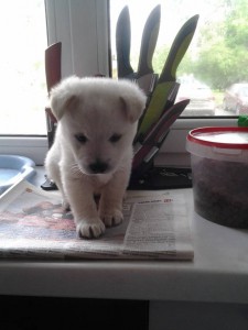 песик - 20160615_092921.jpg