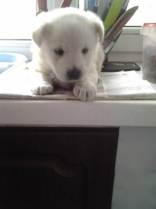 песик - 20160615_092832.jpg