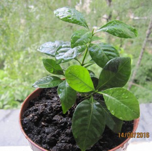 приму в дар эухарис, азалию - 2016-06-14 10-11-10.JPG