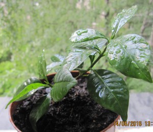 приму в дар эухарис, азалию - 2016-06-14 10-11-26.JPG