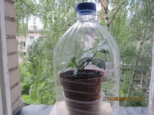 приму в дар эухарис, азалию - 2016-06-14 10-13-28.JPG