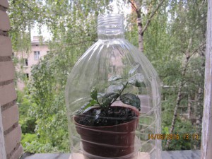 приму в дар эухарис, азалию - 2016-06-14 10-13-52.JPG