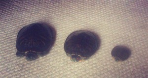 Бесплатно отдам трех черепашек - la2benysA1A.jpg