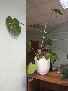 Большой цветок Монстера в горшке.Сингониум - IMG_3505.JPG