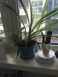 Большой цветок Монстера в горшке.Сингониум - 31c6c8cb4aab5def816495ccc0b3565284c50458.jpg