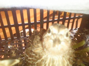 мальчиков перепелов - IMG_20160616_142521.jpg