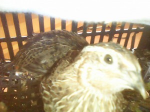 мальчиков перепелов - IMG_20160616_142532.jpg