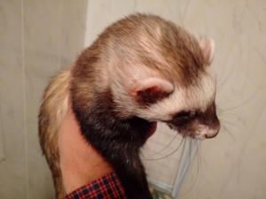 Отдам хорька в добрые руки - IMG_20160614_233825.jpg