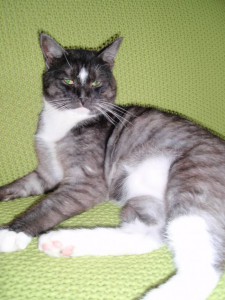 Кот ТИМОФЕЙ в добрые руки на пмж для любви, радости и привлечения удачи в семью - P1012222.JPG