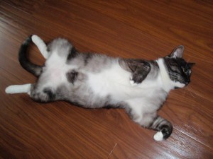 Кот ТИМОФЕЙ в добрые руки на пмж для любви, радости и привлечения удачи в семью - P1012213.JPG