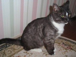 Кот ТИМОФЕЙ в добрые руки на пмж для любви, радости и привлечения удачи в семью - P1012198.JPG