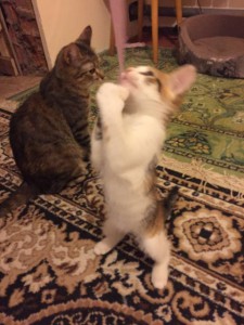 Отдам в добрые руки котёнка - 2016-06-05-PHOTO-00001821.jpg