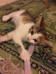 Отдам в добрые руки котёнка - 2016-06-05-PHOTO-00001822.jpg