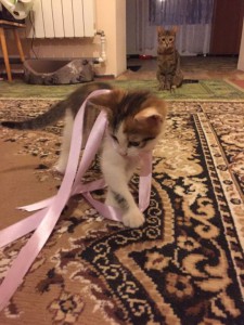 Отдам в добрые руки котёнка - 2016-06-05-PHOTO-00001823.jpg