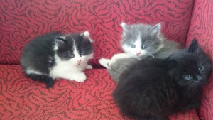 Отдам даром котят в добрые руки - DSC_0018_5.JPG