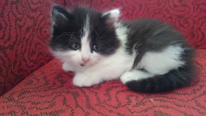 Отдам даром котят в добрые руки - DSC_0022_3.JPG