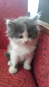 Отдам даром котят в добрые руки - DSC_0020_4.JPG