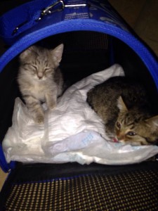 Отдам даром - zcswMUbdYKg.jpg