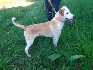 Чудо-щенок в дар терпеливым и любящим - IMG-20160530-WA0004.jpg