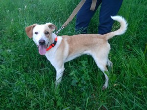 Чудо-щенок в дар терпеливым и любящим - IMG-20160530-WA0014.jpg