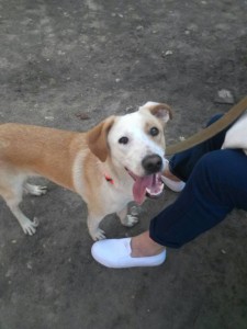 Чудо-щенок в дар терпеливым и любящим - IMG-20160530-WA0034.jpg