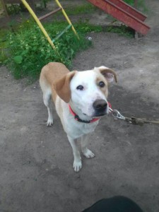 Чудо-щенок в дар терпеливым и любящим - IMG-20160530-WA0043.jpg