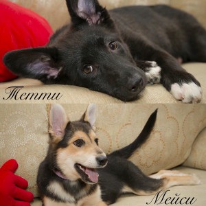 Москва и МО Две красавицы-щеночки ищут самый лучший дом  - 1.jpg