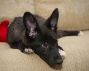 Москва и МО Две красавицы-щеночки ищут самый лучший дом  - 2.jpg