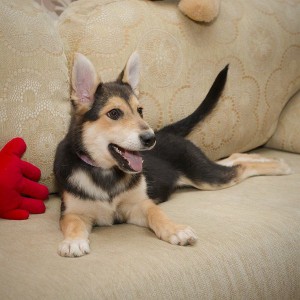 Москва и МО Две красавицы-щеночки ищут самый лучший дом  - 4.jpg