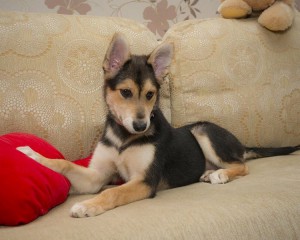 Москва и МО Две красавицы-щеночки ищут самый лучший дом  - 5.jpg