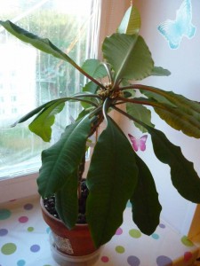 Молочай ребристый Одинцовский район , самовывоз - P1180106.JPG