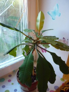 Молочай ребристый Одинцовский район , самовывоз - P1180107.JPG