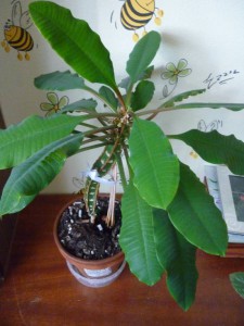 Молочай ребристый Одинцовский район , самовывоз - P1180395.JPG