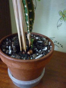 Молочай ребристый Одинцовский район , самовывоз - P1180397.JPG