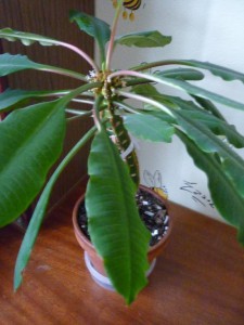 Молочай ребристый Одинцовский район , самовывоз - P1180398.JPG