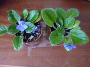 2-е фиолетовые фиалки Одинцовский район ; - P1180399.JPG