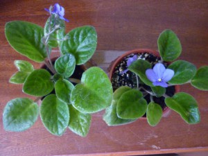 2-е фиолетовые фиалки Одинцовский район ; - P1180402.JPG