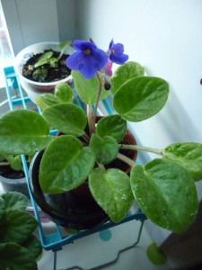 2-е фиолетовые фиалки Одинцовский район ; - P1180112.JPG